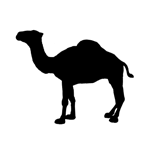 Antwort Camel