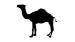 Answer Camel